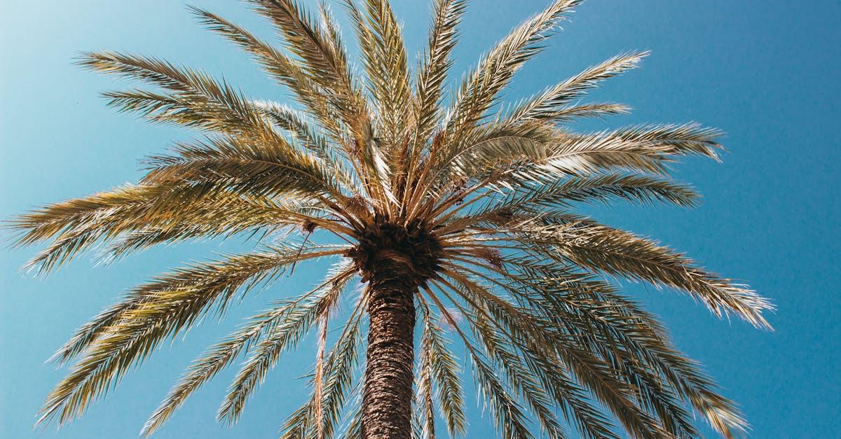 découvrez les maladies des palmiers, leurs symptômes et traitements adaptés pour maintenir la santé de vos arbres exotiques. protégez vos palmiers grâce à nos conseils d'experts.
