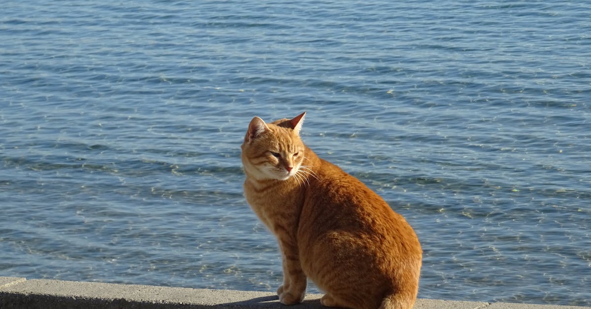 découvrez des idées originales et affectueuses pour nommer vos animaux de compagnie. que ce soit pour un chien, un chat ou un autre compagnon, trouvez le nom parfait qui reflète leur personnalité et votre lien unique!