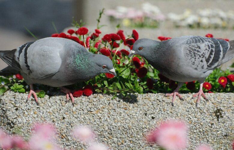 découvrez l'irrésistible pigeon pie, une délicieuse tourte garnie de viande de pigeon savoureuse, parfumée d'herbes aromatiques et servie chaude. parfait pour vos repas en famille ou entre amis, ce plat traditionnel britannique saura ravir vos papilles et faire de votre dîner un véritable festin.