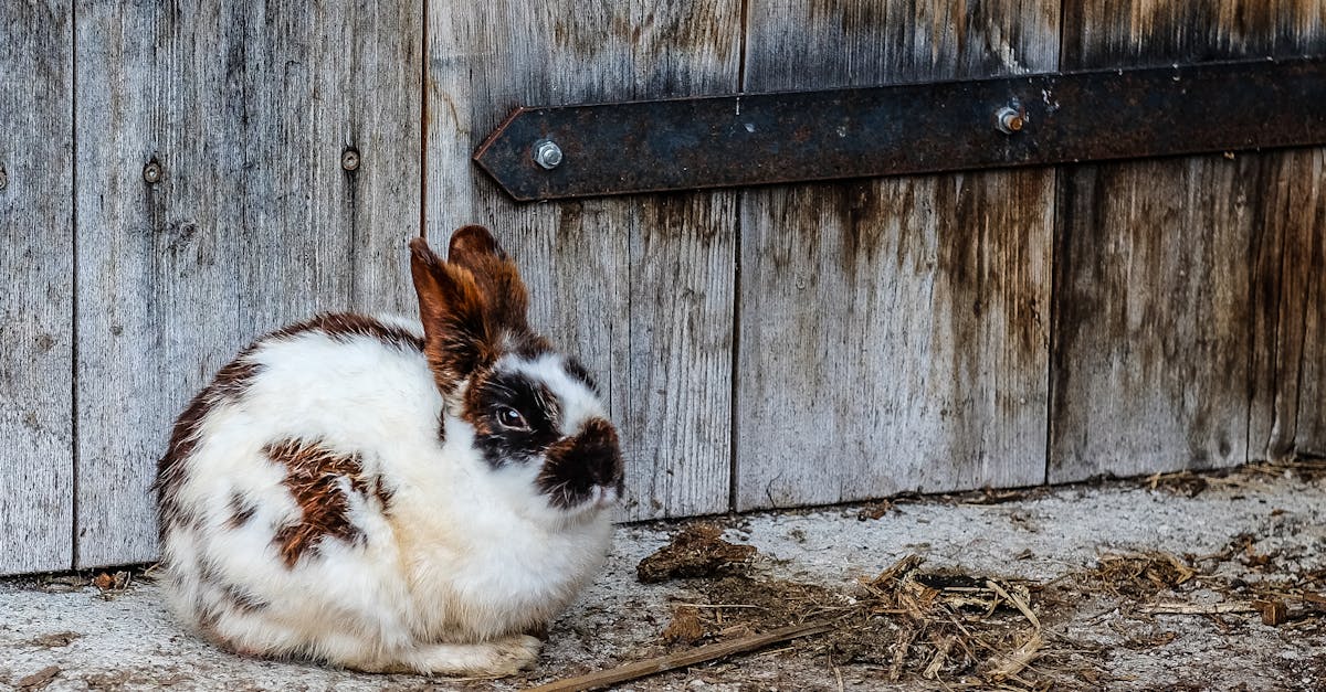 découvrez l'univers fascinant des lapins : leurs habitudes, leur alimentation, et comment en prendre soin. explorez les différentes races et apprenez à créer un environnement idéal pour ces animaux adorables.