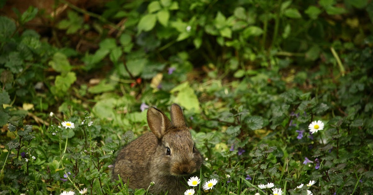découvrez le monde fascinant des lapins : leurs comportements, habitats, et conseils pour en prendre soin. apprenez tout sur ces adorables compagnons et comment les garder heureux et en bonne santé.