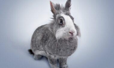 découvrez l'univers fascinant des lapins : leurs habits, leurs comportements, et comment en prendre soin. apprenez tout sur ces animaux adorables et leurs besoins spécifiques pour un compagnon heureux et en santé.
