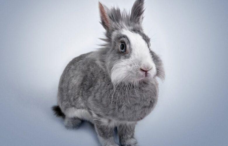 découvrez l'univers fascinant des lapins : leurs habits, leurs comportements, et comment en prendre soin. apprenez tout sur ces animaux adorables et leurs besoins spécifiques pour un compagnon heureux et en santé.