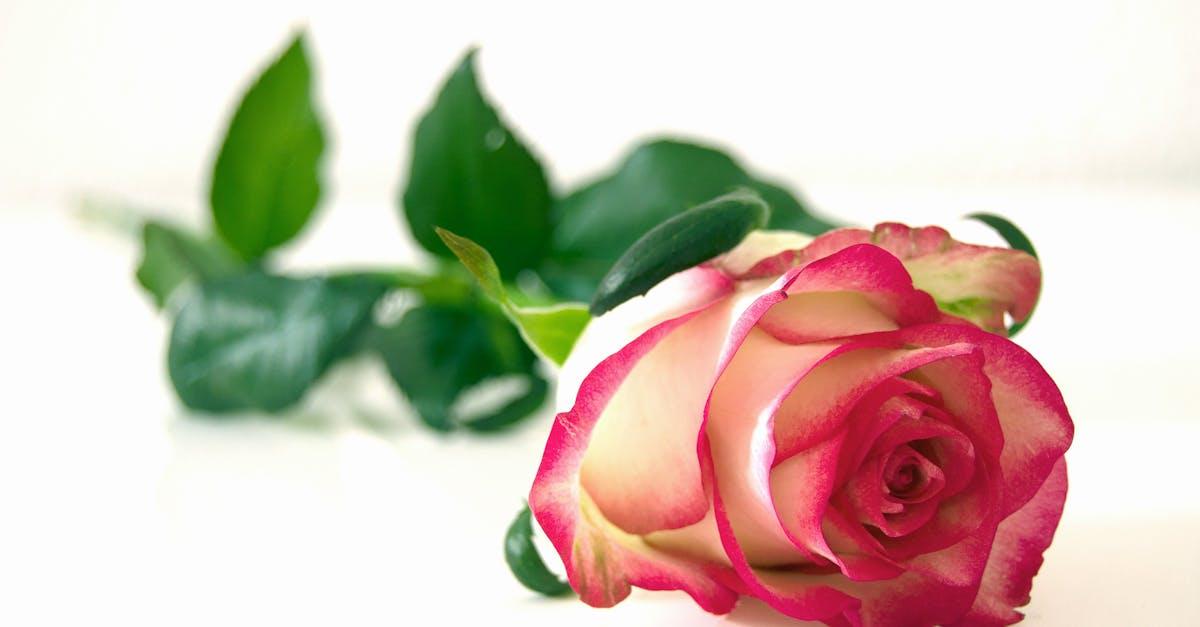 découvrez l'univers enchanteur des roses, symboles d'amour et de beauté. apprenez tout sur les différentes variétés, leurs significations et comment en prendre soin pour embellir votre jardin ou offrir un cadeau inoubliable.
