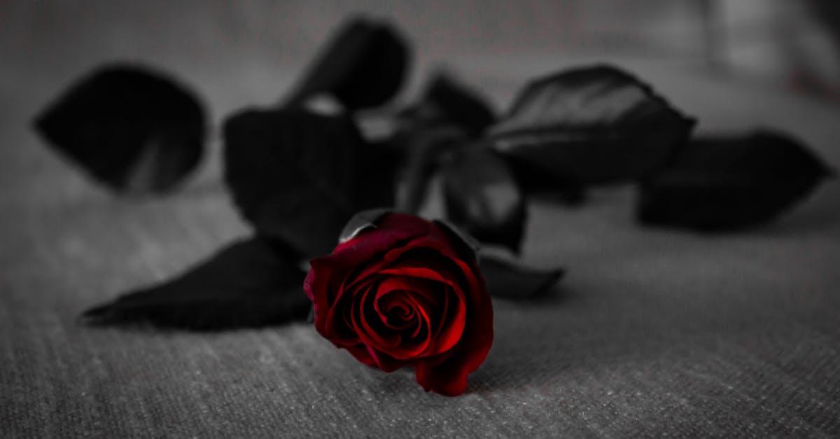 découvrez la beauté et la symbolique de la rose, cette fleur emblématique qui charme par ses couleurs variées et son parfum envoûtant. que ce soit pour un bouquet, un jardin ou des occasions spéciales, la rose représente l'amour et la passion à chaque pétale.