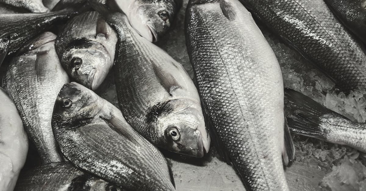 découvrez la recette savoureuse du tagine de sardines, un plat marocain traditionnel alliant la fraîcheur des sardines aux épices aromatiques. parfait pour un repas convivial, ce tagine éveillera vos papilles et ravira vos invités.