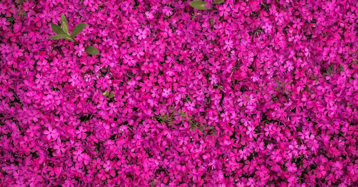 découvrez les charmes de chaque saison à travers notre guide complet. apprenez comment chaque période de l'année influence la nature, les activités de plein air et les traditions culturelles. embrassez les couleurs d'automne, les flocons d'hiver, la floraison du printemps et la chaleur estivale dans votre vie quotidienne.