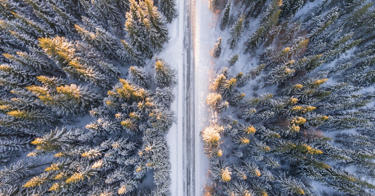 découvrez les différentes saisons de l'année, leurs caractéristiques uniques et les activités à pratiquer en fonction de chaque période. plongez dans l'univers fascinant des changements climatiques et de la nature qui se transforme au fil des mois.