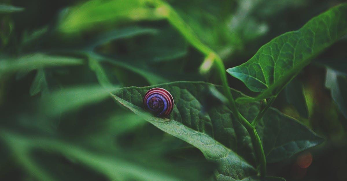 découvrez des solutions efficaces pour éloigner les escargots de votre jardin. explorez nos conseils sur les répulsifs naturels et chimiques, afin de protéger vos plantes et d'assurer leur croissance saine.