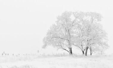 découvrez la magie de la neige avec notre guide complet sur les activités d'hiver, des stations de ski aux jeux en famille, en passant par des conseils pour profiter pleinement des paysages enneigés.