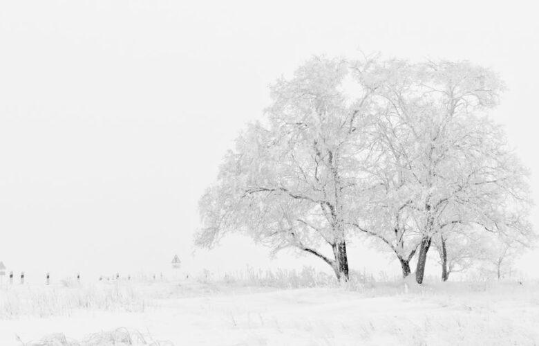 découvrez la magie de la neige avec notre guide complet sur les activités d'hiver, des stations de ski aux jeux en famille, en passant par des conseils pour profiter pleinement des paysages enneigés.