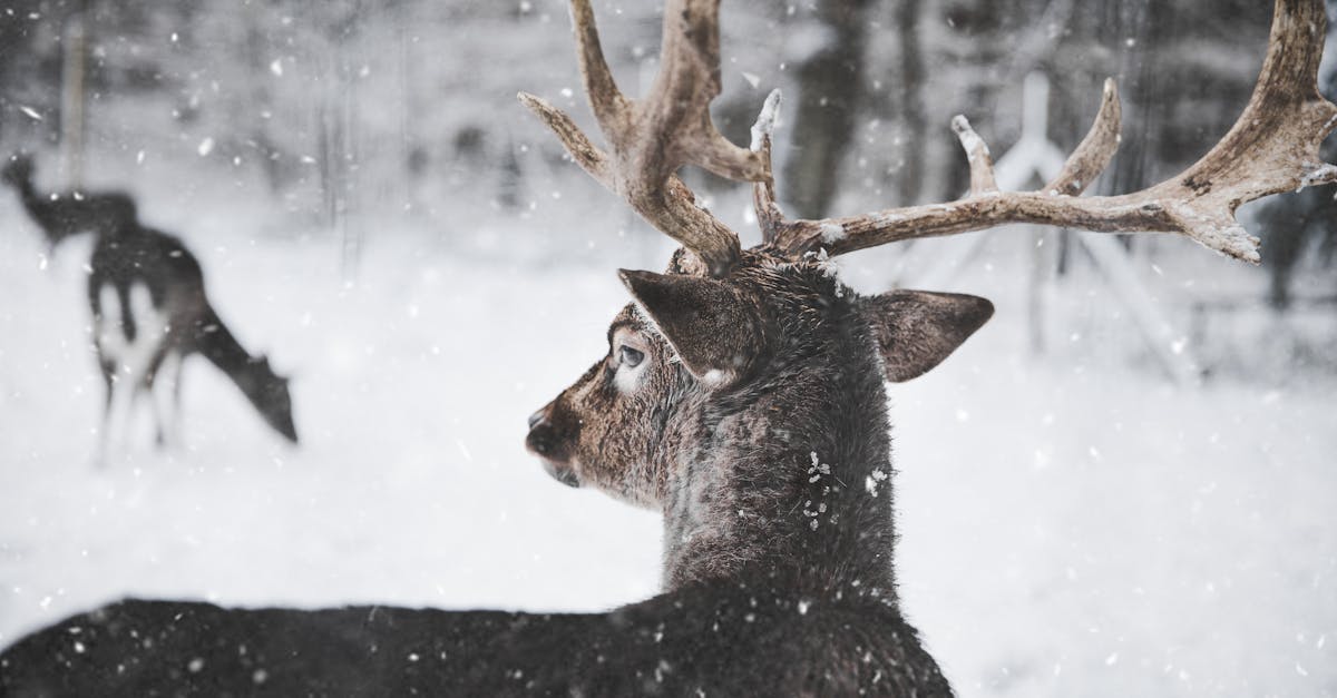 découvrez tout l'univers de la neige : ses types, ses bienfaits, et les meilleures activités à pratiquer sous un manteau blanc. que vous soyez skieur confirmé ou amateur de promenades hivernales, explorez nos conseils et astuces pour profiter pleinement de la saison froide.
