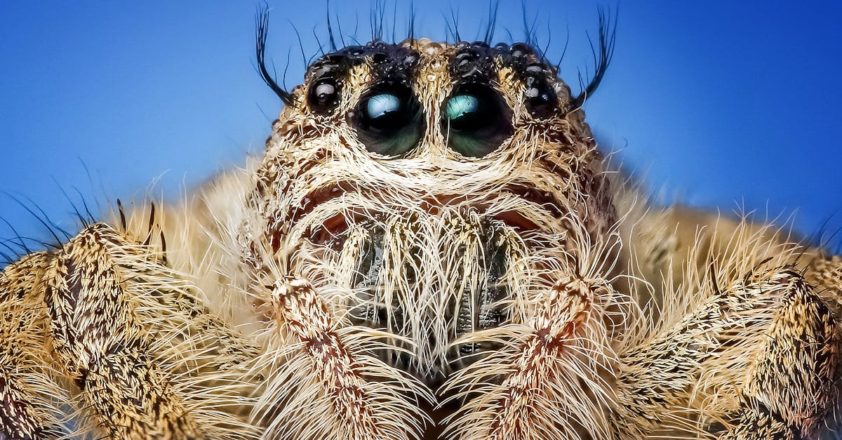 découvrez l'univers fascinant des araignées : leur diversité, leur habitat et leur rôle crucial dans l'écosystème. apprenez à connaître ces créatures souvent mal comprises et laissez-vous surprendre par leur beauté et leur ingéniosité.