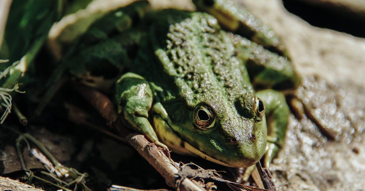 découvrez l'univers fascinant des araignées : leur diversité, leur comportement et leur rôle essentiel dans l'écosystème. plongez dans le monde des toiles et des prédateurs naturels.