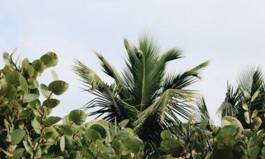 découvrez notre collection exquise de plantes tropicales, idéales pour apporter une touche d'exotisme à votre intérieur. explorez les variétés luxuriantes qui égayeront votre espace et amélioreront votre bien-être.