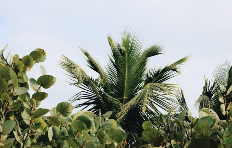 découvrez notre collection exquise de plantes tropicales, idéales pour apporter une touche d'exotisme à votre intérieur. explorez les variétés luxuriantes qui égayeront votre espace et amélioreront votre bien-être.
