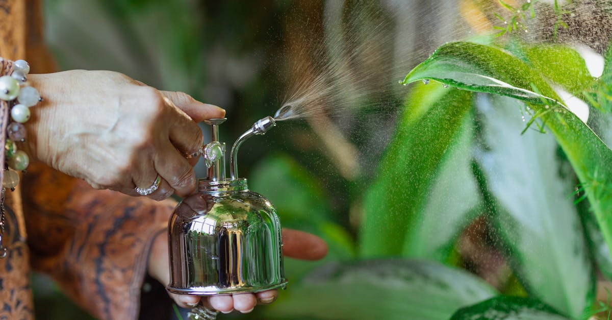 découvrez les perles d'eau, un accessoire innovant et décoratif pour vos plantes et votre intérieur. ces billes hydrophiles retiennent l'eau et offrent une esthétique unique tout en nourrissant vos végétaux. parfaites pour un style moderne et écologique !