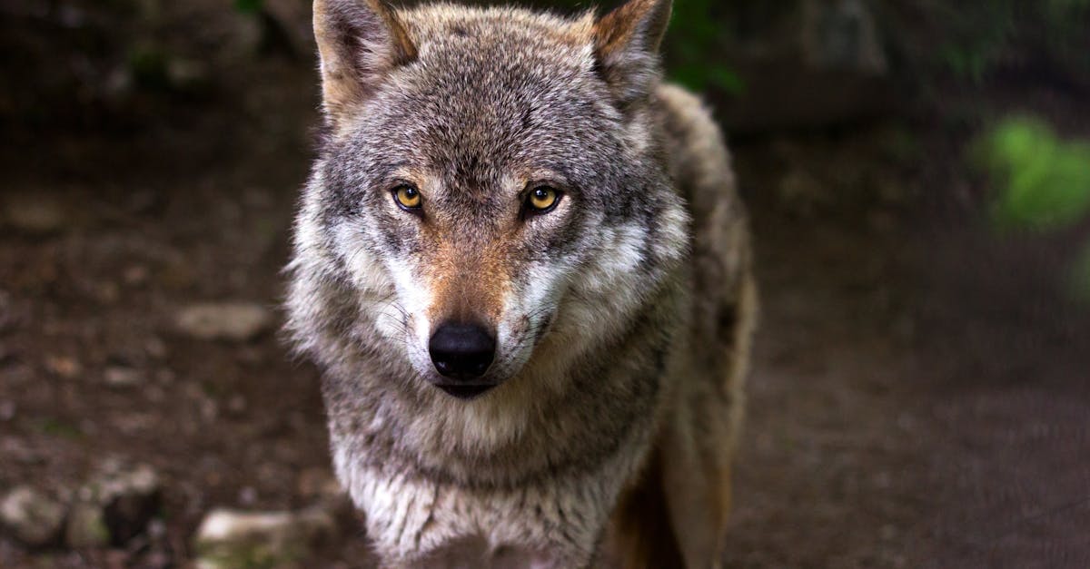 découvrez le wolf cut, la coupe tendance qui mixe volume et texture pour un look audacieux. parfait pour celles qui souhaitent exprimer leur personnalité à travers une coiffure unique et moderne !